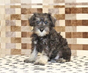 Schnauzer (Miniature) Puppy for sale in DENVER, PA, USA