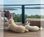 Small #6 Labrador Retriever Mix