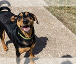 Small #11 Doberman Pinscher-Pointer Mix