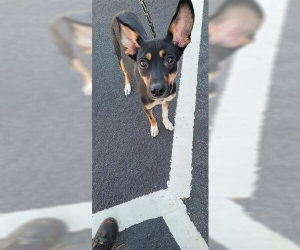 Medium Photo #1 German Shepherd Dog-Unknown Mix Puppy For Sale in Chula Vista, CA, USA