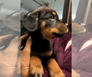 Rottweiler Puppy for sale in SUN CITY, AZ, USA