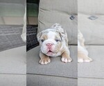 Small Photo #3 Bulldog Puppy For Sale in RIVERSIDE, CA, USA
