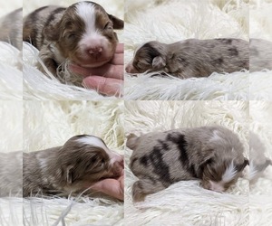 Miniature Australian Shepherd Puppy for sale in BROOKER, FL, USA
