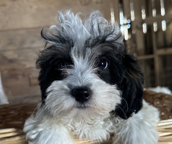 Medium Photo #6 Cavapoo Puppy For Sale in ATHENS, WI, USA