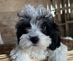 Small #5 Cavapoo