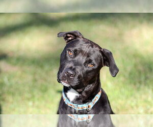 Plato - Male Mutt Dog for Adoption - Photo #8