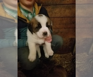 Anatolian Shepherd-Saint Bernard Mix Puppy for sale in PROCTOR, MT, USA