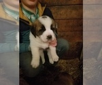Small Photo #1 Anatolian Shepherd-Saint Bernard Mix Puppy For Sale in PROCTOR, MT, USA