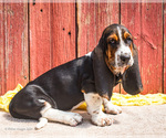 Puppy Oz Basset Hound