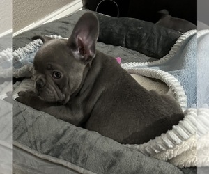 French Bulldog Puppy for sale in MODESTO, CA, USA