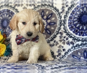 Goldendoodle (Miniature) Puppy for sale in LANCASTER, PA, USA