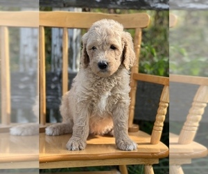 Goldendoodle Puppy for sale in MARYVILLE, MO, USA