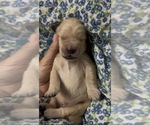 Small #2 Golden Retriever