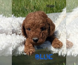 Goldendoodle (Miniature) Puppy for sale in HULL, IA, USA