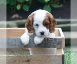 Small #2 Cavapoo