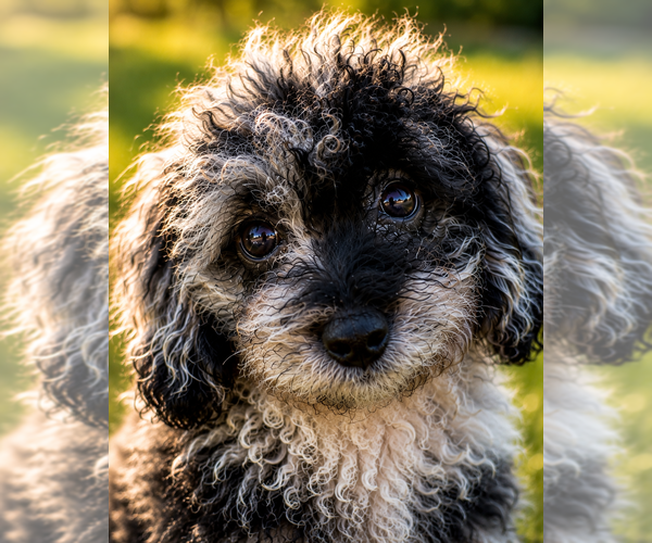 Medium Photo #54 Cavapoo (Miniature) Puppy For Sale in DURHAM, CT, USA