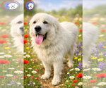 Small #15 Great Pyrenees