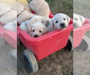 Labrador Retriever Puppy for sale in LEAVENWORTH, KS, USA