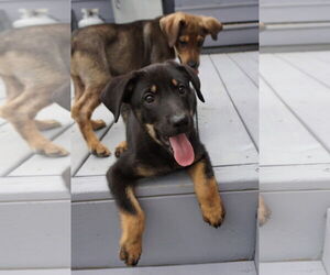 Mutt Dogs for adoption in Garner, NC, USA