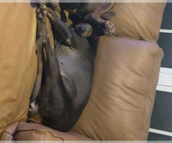 Medium Photo #4 Doberman Pinscher Puppy For Sale in Buffalo, MN, USA