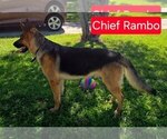 Small #6 German Shepherd Dog