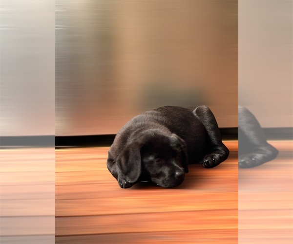 Medium Photo #2 Labrador Retriever Puppy For Sale in LOUISBURG, NC, USA