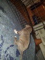 Small Photo #12 American Pit Bull Terrier Puppy For Sale in GRIFFIN, GA, USA
