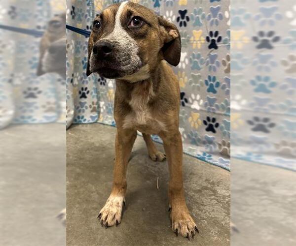 Medium Photo #1 Labrador Retriever-Unknown Mix Puppy For Sale in Rosenberg, TX, USA