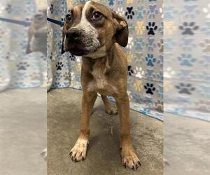 Labrador Retriever-Unknown Mix Dogs for adoption in Rosenberg, TX, USA