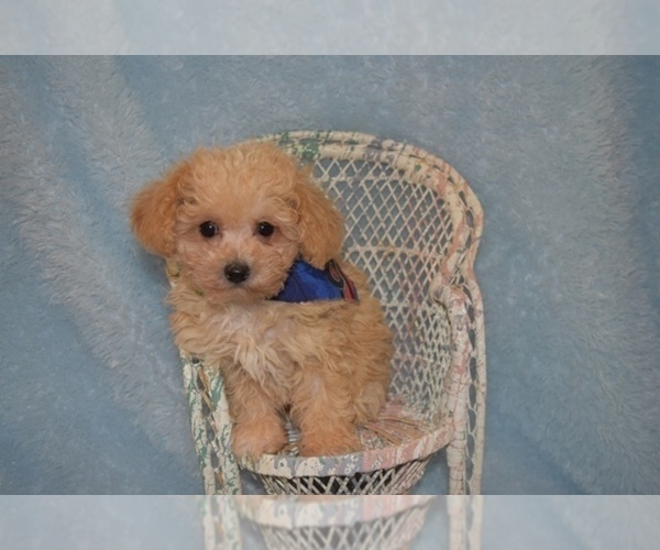 Medium Photo #7 Maltipoo Puppy For Sale in SANGER, TX, USA