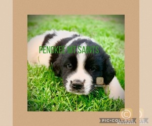 Newfoundland-Saint Bernard Mix Puppy for sale in MARENGO, WI, USA