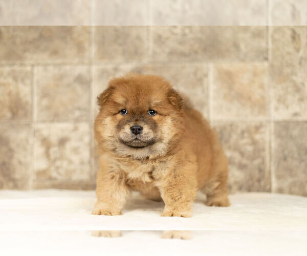 Medium Photo #10 Chow Chow Puppy For Sale in NAPPANEE, IN, USA