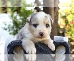Puppy Zorro Australian Shepherd