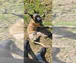Small #4 Mutt