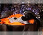 Puppy Puppy 7 German Shorthaired Pointer
