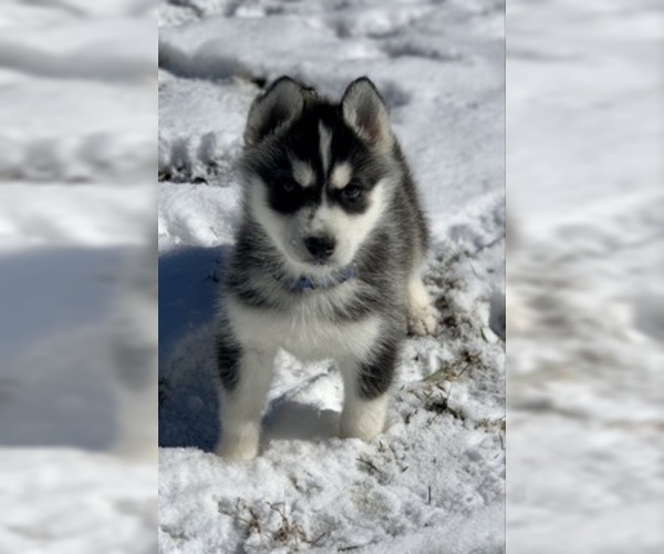 Medium Photo #5 Siberian Husky Puppy For Sale in MORGANTOWN, IN, USA