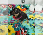 Small #2 Mutt
