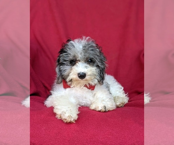 Medium Photo #5 Poodle (Miniature) Puppy For Sale in RISING SUN, MD, USA