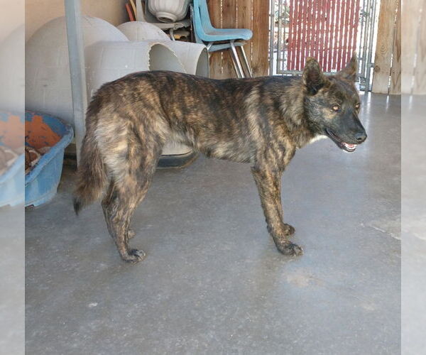 Medium Photo #4 Border Collie-Unknown Mix Puppy For Sale in Apple Valley, CA, USA