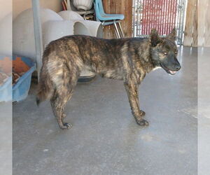 Peaches - - Female Border Collie-Unknown Mix Dog for Adoption - Photo #4
