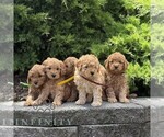 Small #1 Goldendoodle (Miniature)