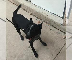 Mutt Dogs for adoption in San Antonio, TX, USA