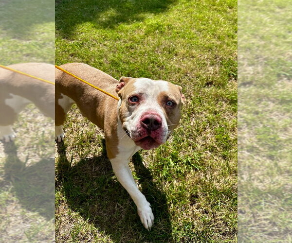 Medium Photo #1 Mutt Puppy For Sale in Glen Allen, VA, USA