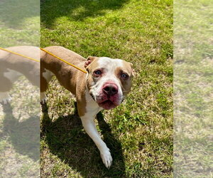 Mutt Dogs for adoption in Glen Allen, VA, USA