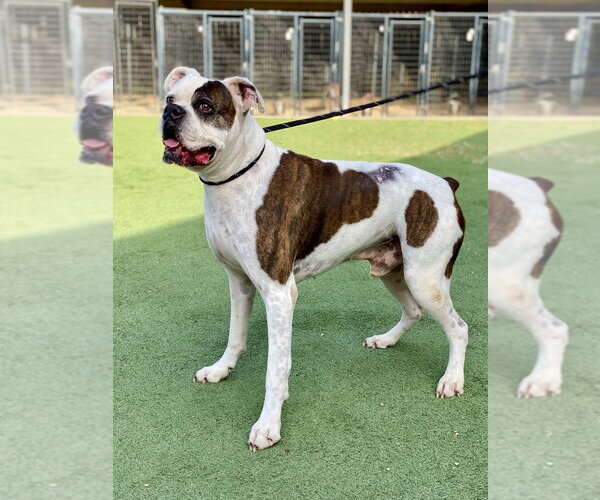 Medium Photo #3 Boxer Puppy For Sale in Austin, TX, USA