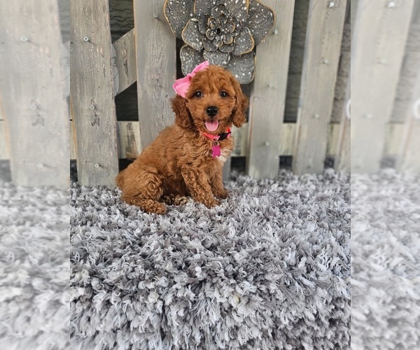 Medium Photo #3 Poodle (Miniature) Puppy For Sale in INDIANAPOLIS, IN, USA