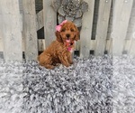 Small #2 Poodle (Miniature)