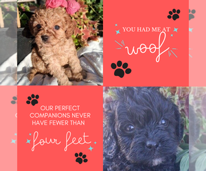 Cavapoo (Miniature) Puppy for sale in WALNUT CREEK, CA, USA