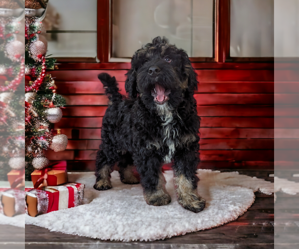 Medium Photo #2 Miniature Bernedoodle Puppy For Sale in PLACERVILLE, CA, USA