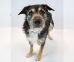 Small #5 Bearded Collie Mix